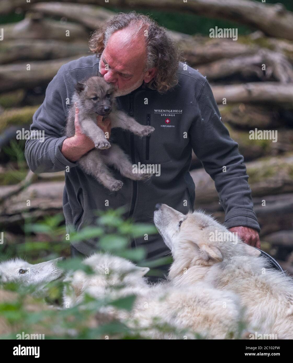 Springe, Deutschland. Juni 2020. Polar Wolf Welpen werden zusammen mit  ihren Eltern im Wolfsgehege im Wildpark Wisentgehege Springe gefüttert.  Wolf-Experte Matthias Vogelsang hält eines der Jungtiere in der Hand. Polar  zwölfveiner Lomasi