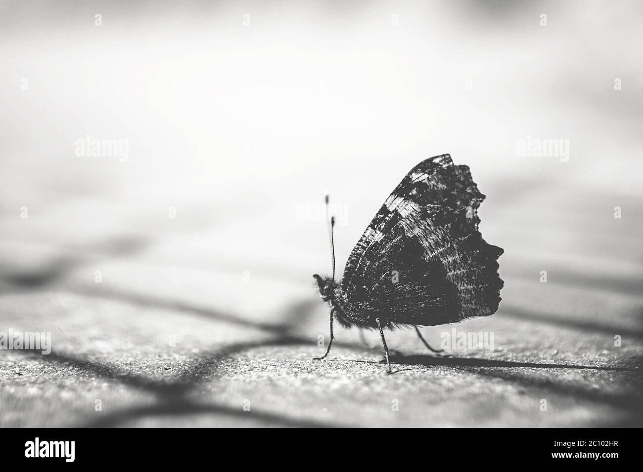 Nahaufnahme eines Schmetterlings in schwarz und weiß, auf unscharfen Hintergrund. Stockfoto