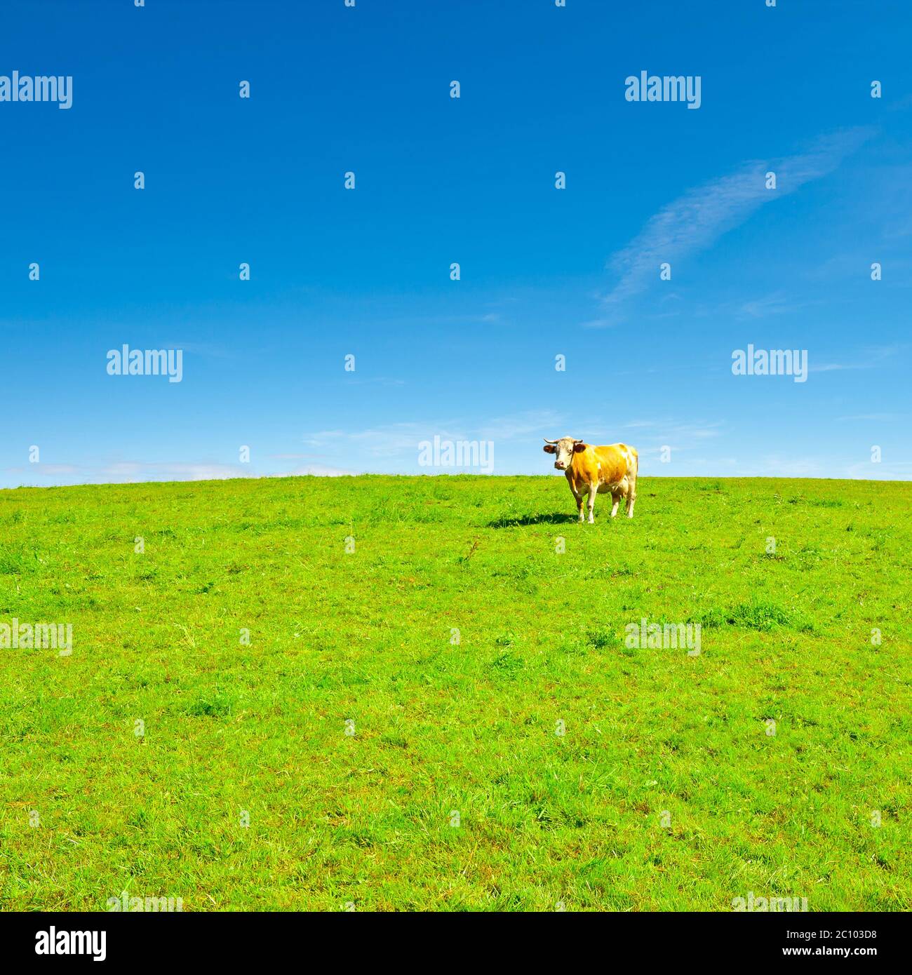 Einsame Kuh Stockfoto Einsame Kuh Stockfoto