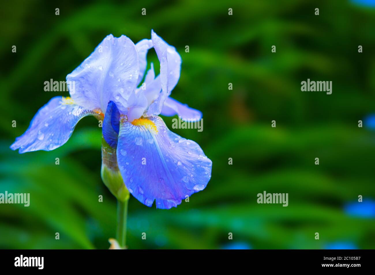 Bärtige violette Iris Blume hautnah. Stockfoto