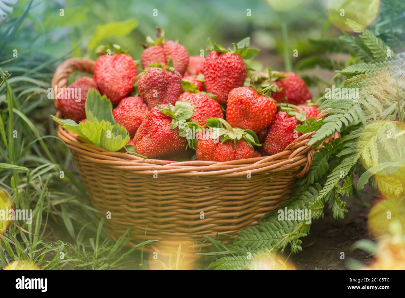 Erdbeere mit Blatt und blühende Blume aus nächster Nähe / Erdbeeren an sonnigen Tagen. Stockfoto