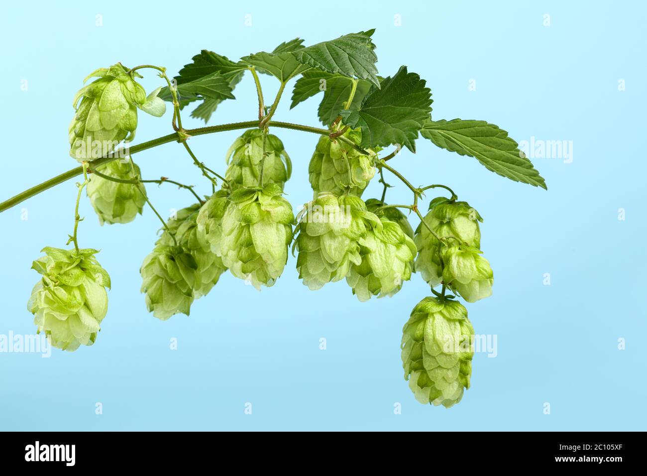 Schließen Sie eine frische grüne Hop bine Ast mit Blätter über blauer Himmel, Low Angle Seitenansicht Stockfoto
