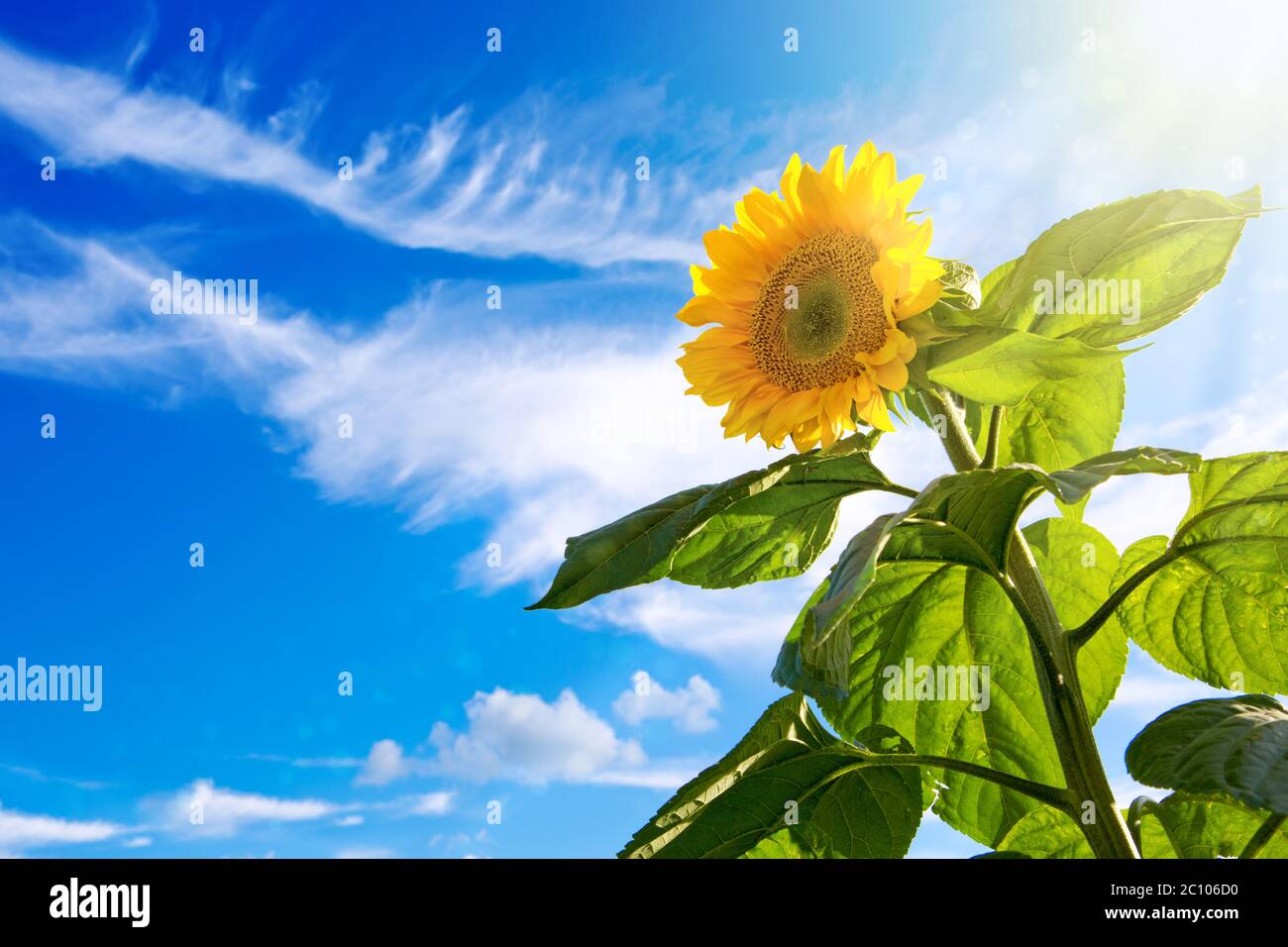 Sonnenblume auf blauem Himmel. Stockfoto