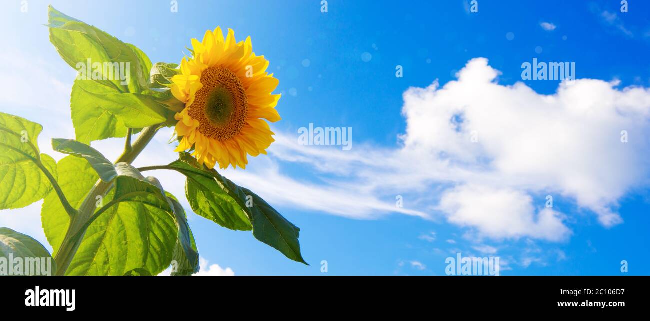 Sonnenblume auf blauem Himmel. Stockfoto