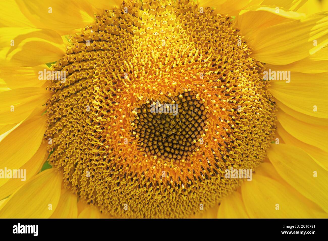 Blühenden Sonnenblumen Stockfoto
