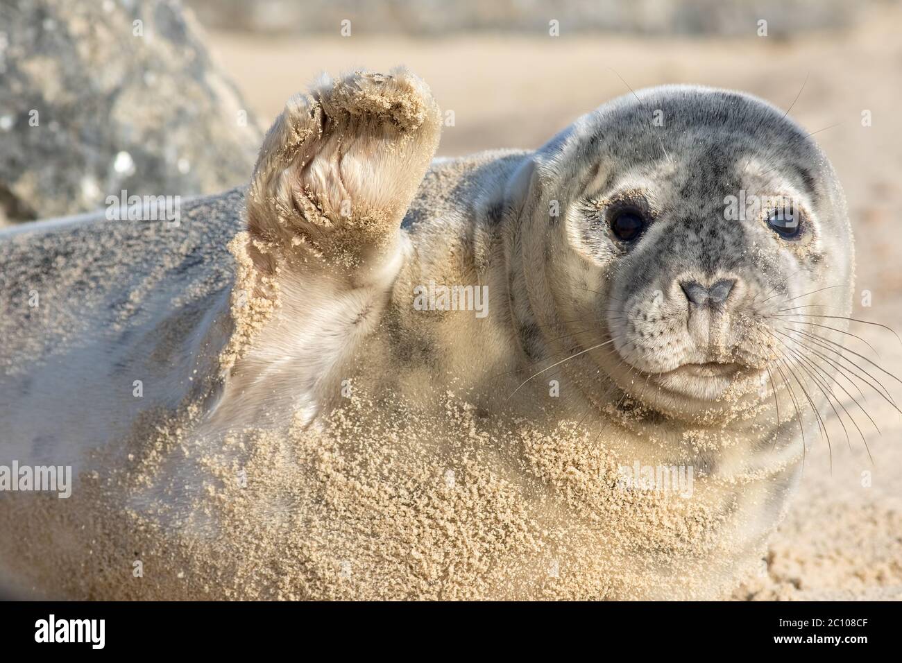 Hoch fünf. Niedliche Seal winken. Lustige Tier Meme Bild. Wenn Sie auf Wiedersehen sagen, stammt diese wunderschöne Babyrobbe aus der Horsey Wildrobbenkolonie Norfolk UK. Sagen Stockfoto