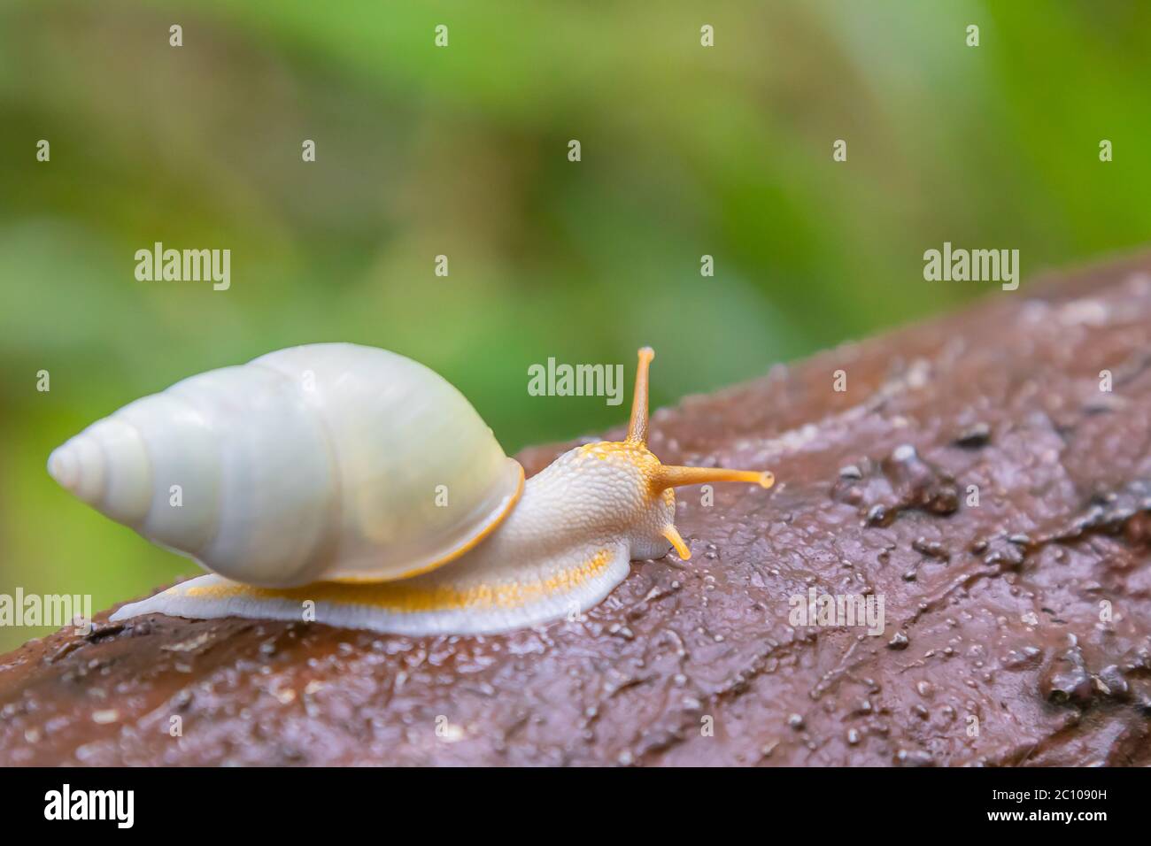 Weiße Schnecke kriecht im tropischen Wald auf Kunstholz durch Beton Stockfoto