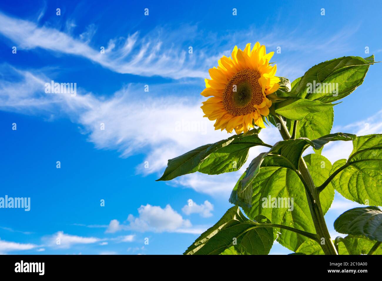 Sonnenblume auf blauem Himmel. Stockfoto