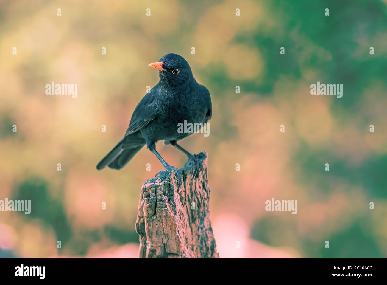 Blackbird. Golden Hour Gartenvogel bei Sonnenaufgang oder Sonnenuntergang. Wildtierbild des männlichen schwarzen Vogels (Turdus merula). Portrait Naturfotografie mit verschwommenem b Stockfoto