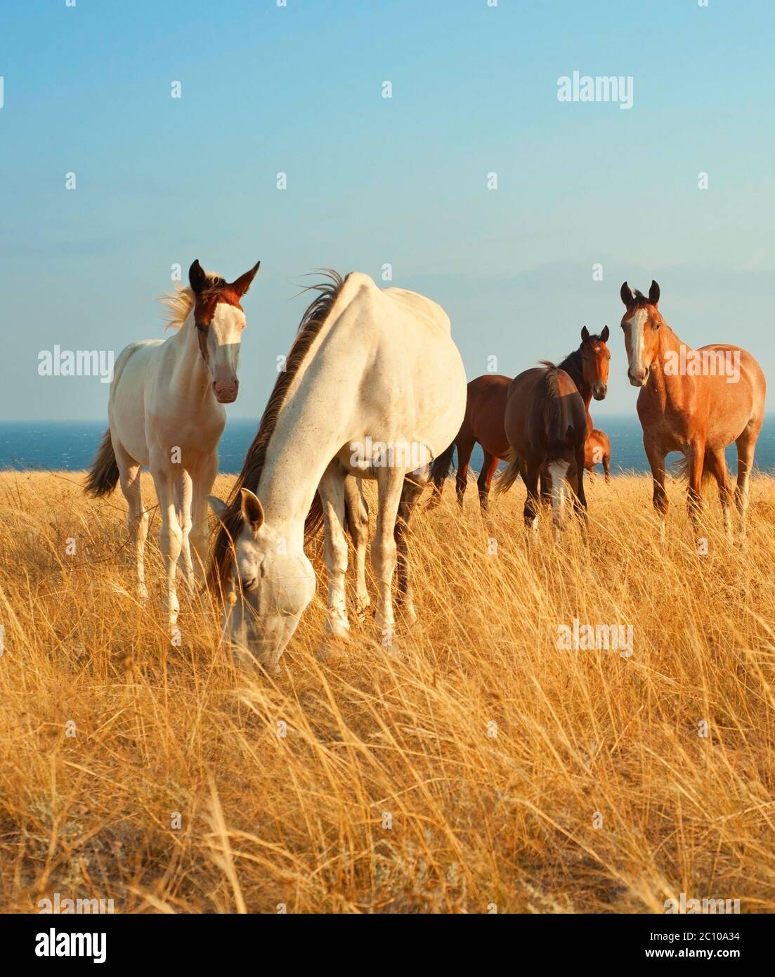Gruppe von Pferden Stockfoto