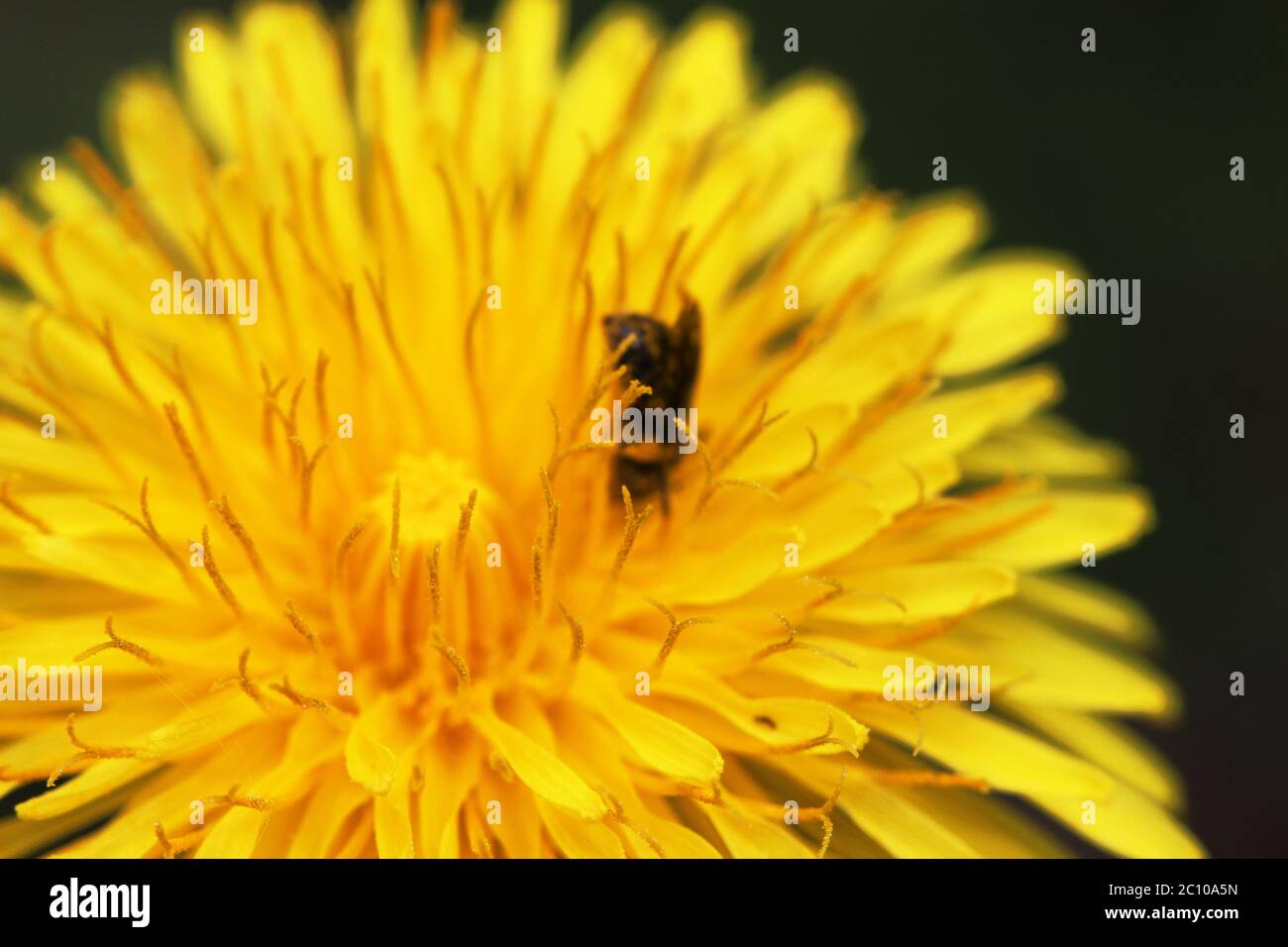 Makrofoto eines Löwenzahn Blumen und Hummel Stockfoto