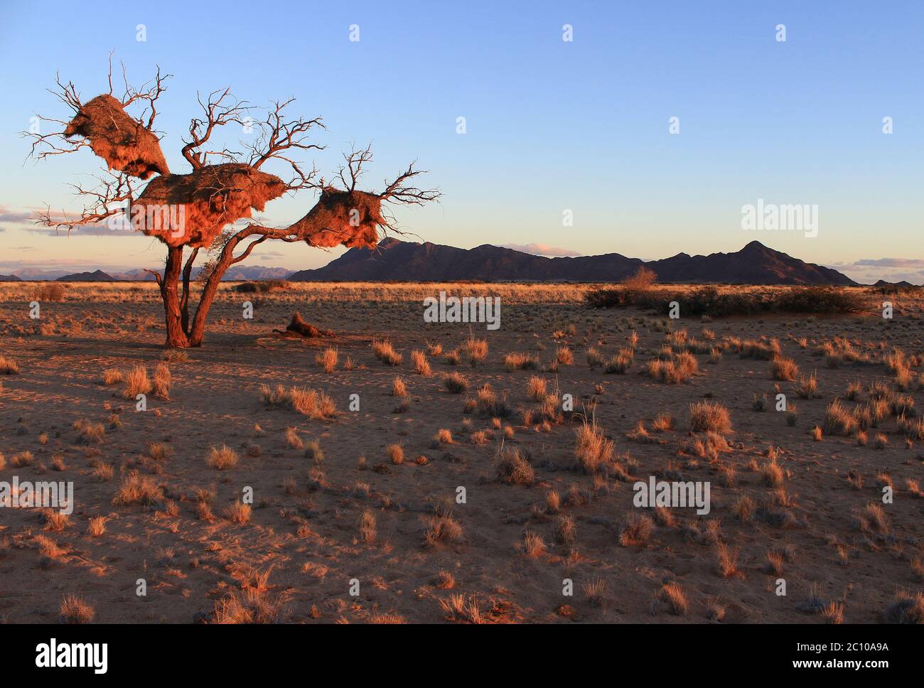 Letzte Sonnenstrahlen auf Sesriem in der Namib Wüste (Namibia). Unglaubliche Gemeinschaftsnester, die von geselligen Webern (Philetairus socius) gebaut wurden, hängen von einem trockenen Baum. Stockfoto