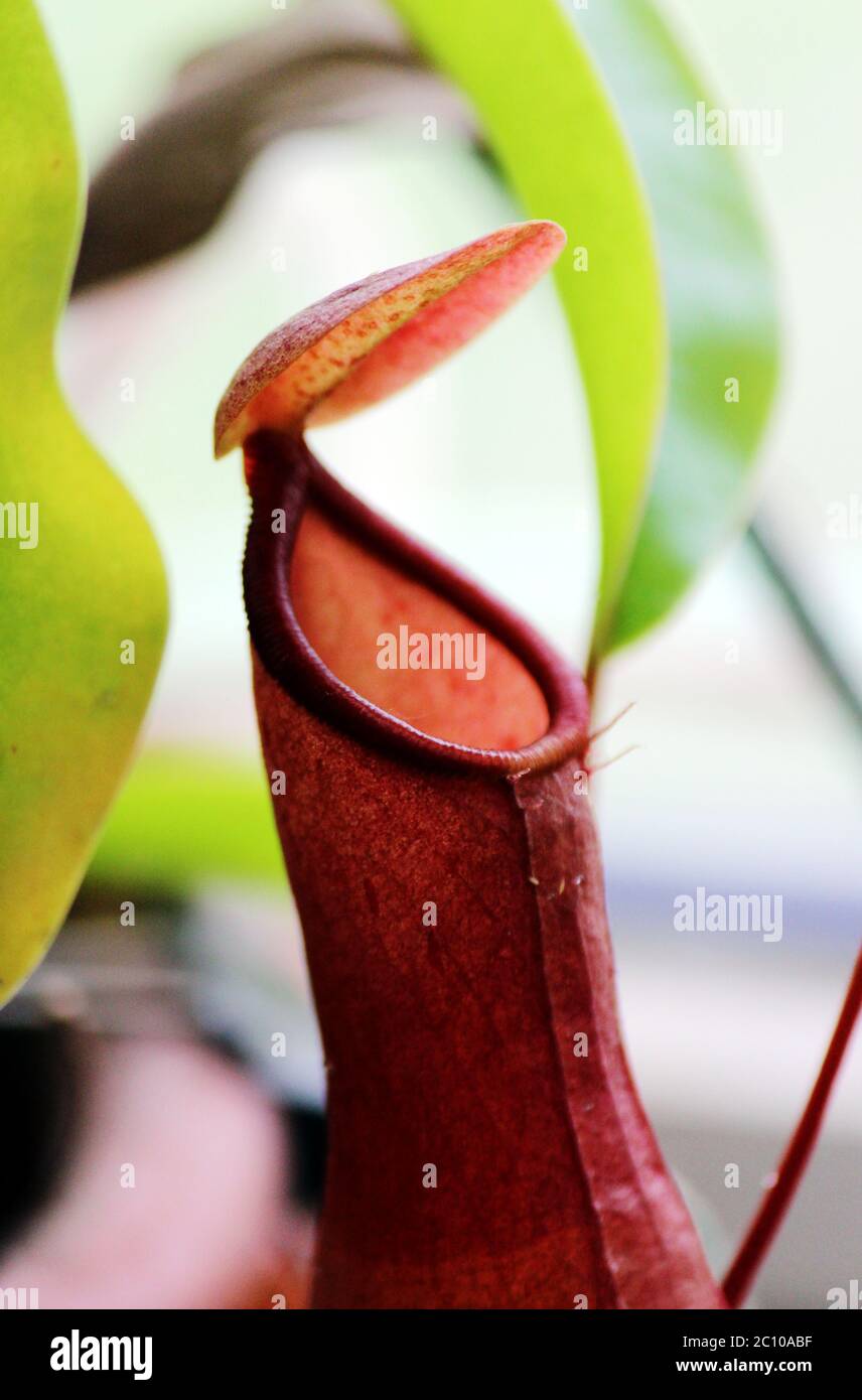 Insektenfressende Pflanzen Nepenthes Ampullaria hautnah Stockfoto