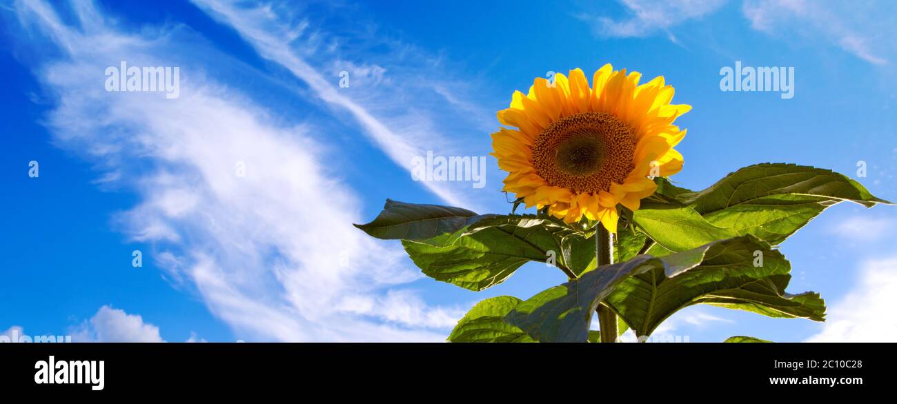 Sonnenblume auf blauem Himmel. Stockfoto