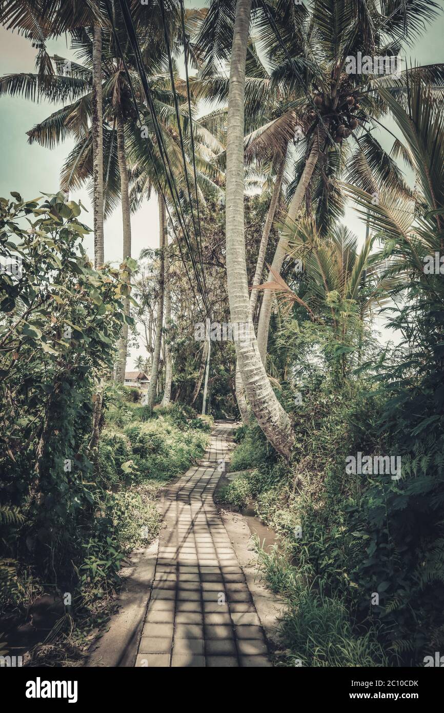 Dorfstraße zwischen Reisfeldern mit Palmen auf Bali Stockfoto