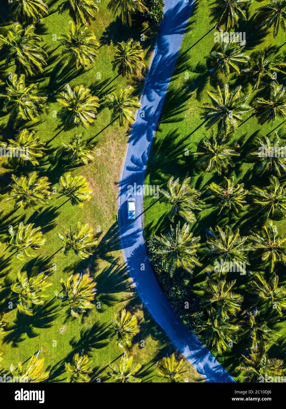 Luftaufnahme von Campervan auf einer Straße, umgeben von Palmen, Port Douglas, Australien Stockfoto
