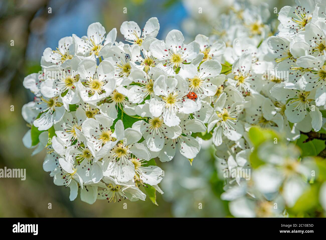 Weiße Blüten blühen von Bärentraube Cotoneaster (Cotoneaster dammeri) kriechender Strauch im Frühjahr, Deutschland Stockfoto