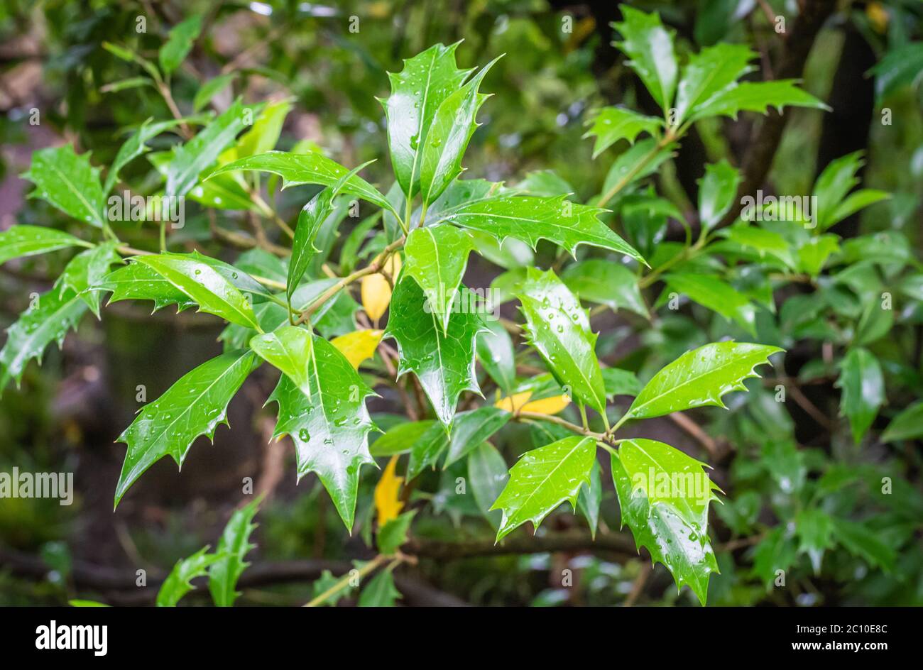 Osmanthus heterophyllus Pflanze im Sommer. Hollyleaf osmanthus - Südtiroler Garten, Norditalien Stockfoto