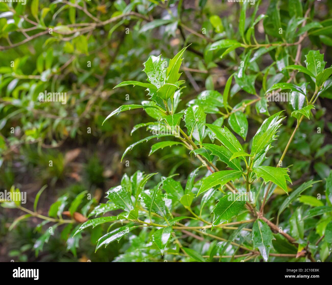 Osmanthus heterophyllus Pflanze im Sommer. Hollyleaf osmanthus - Südtiroler Garten, Norditalien Stockfoto