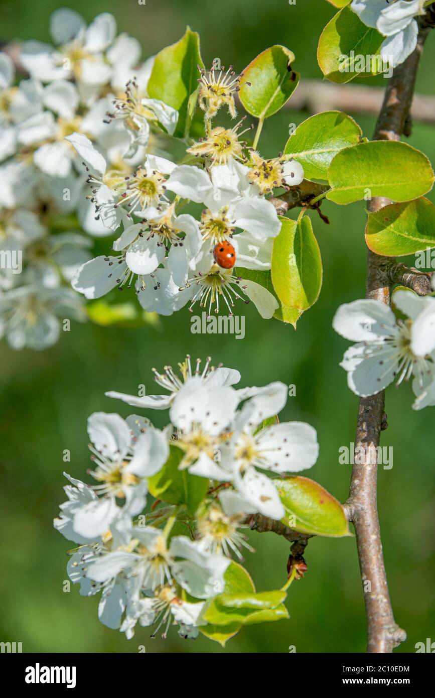 Weiße Blüten blühen von Bärentraube Cotoneaster (Cotoneaster dammeri) kriechender Strauch im Frühjahr, Deutschland Stockfoto