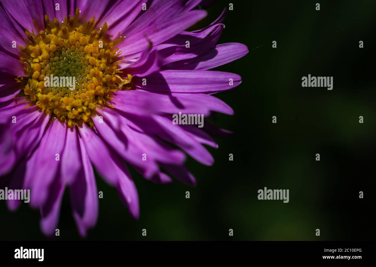 Nahaufnahme Aster Alpinus delikater Blütenkopf Stockfoto