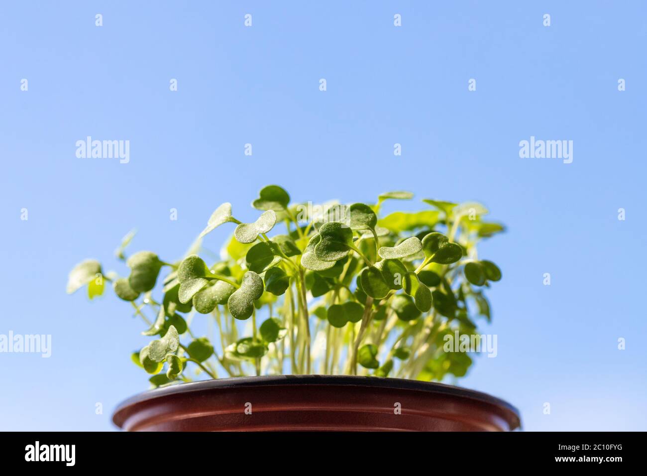 Junge grüne Sprossen/Sämlinge Rucola in Kunststofftopf, selektiver weicher Fokus über blauem Himmel Hintergrund, freier Raum. Gartenarbeit, zu Hause wachsen, Frühling pl Stockfoto