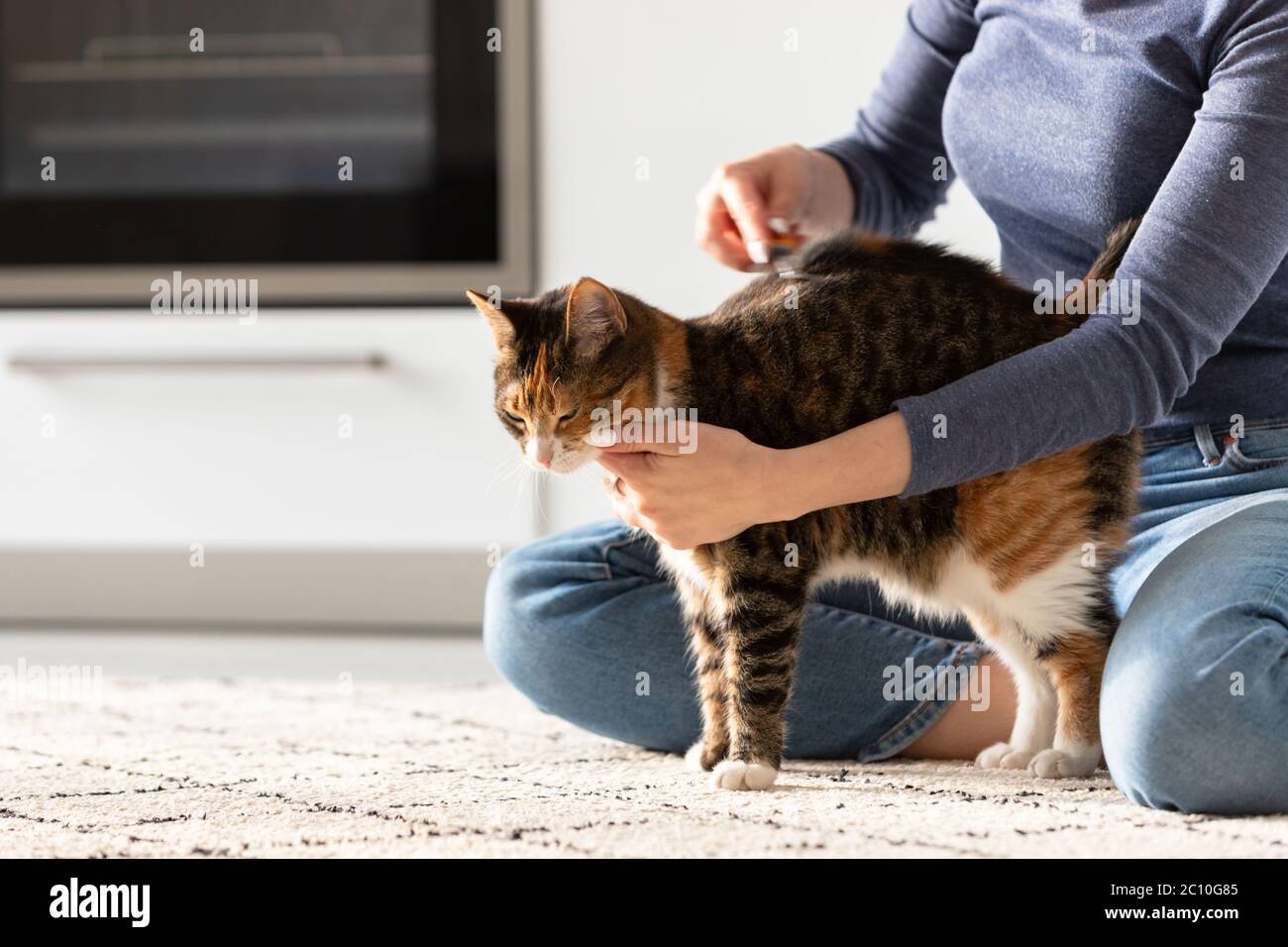 Frau Besitzerin kämmend, kratzend ihre Katze. Kämmen Sie Haare. Stockfoto