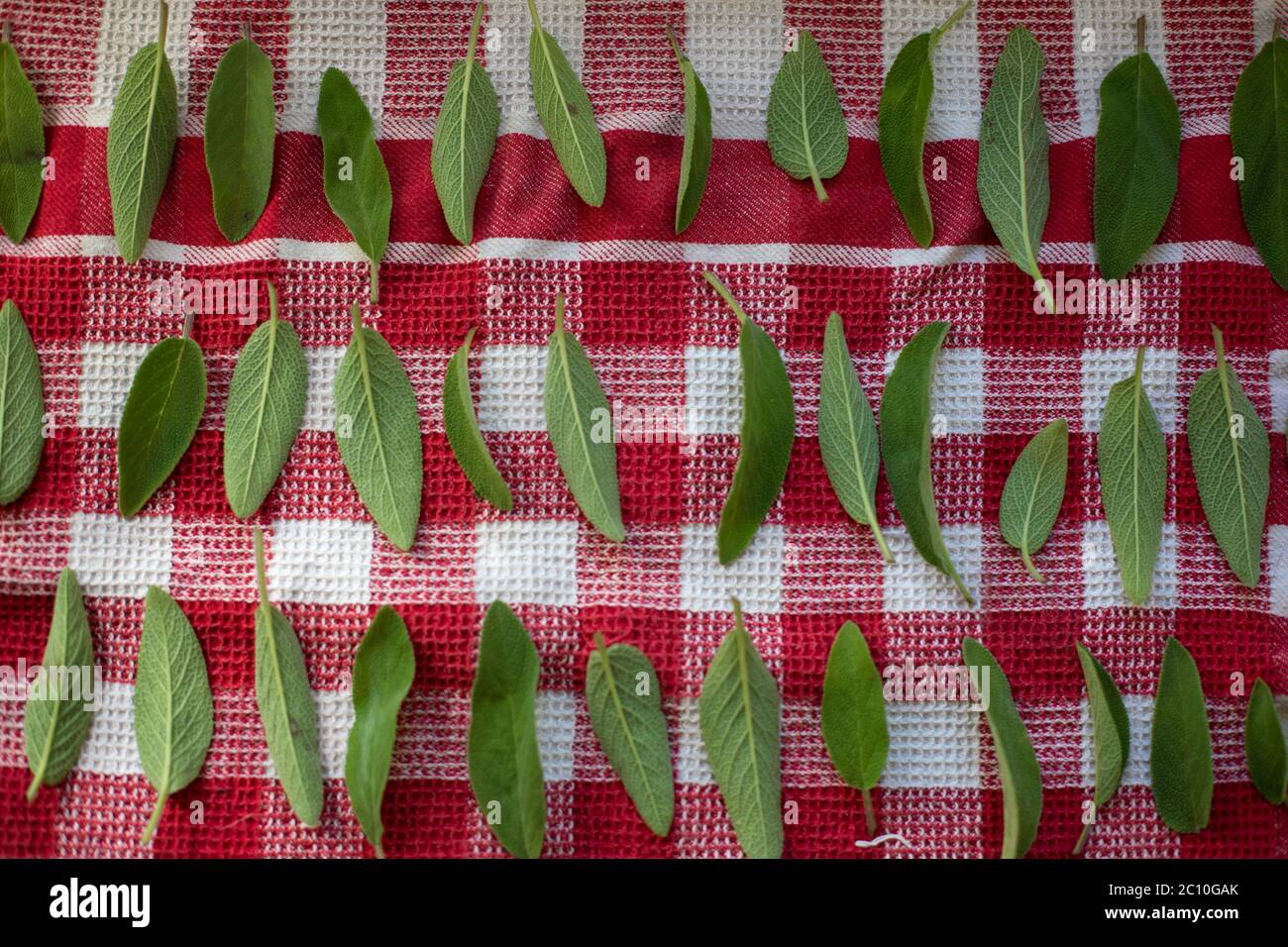 Trockene Salbeiblätter (Salvia) auf einer rot-weißen Tischdecke Stockfoto