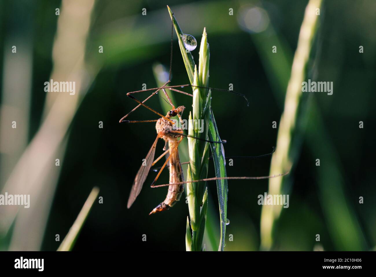 Makro Foto Mücke Tipulidae Stockfoto