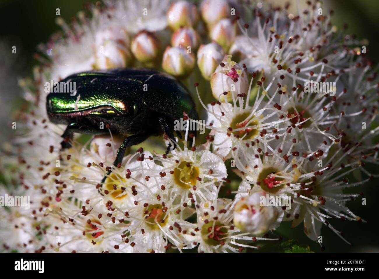 Grüner Käfer. Rose chafer cetonia aurata auf Blume Stockfoto