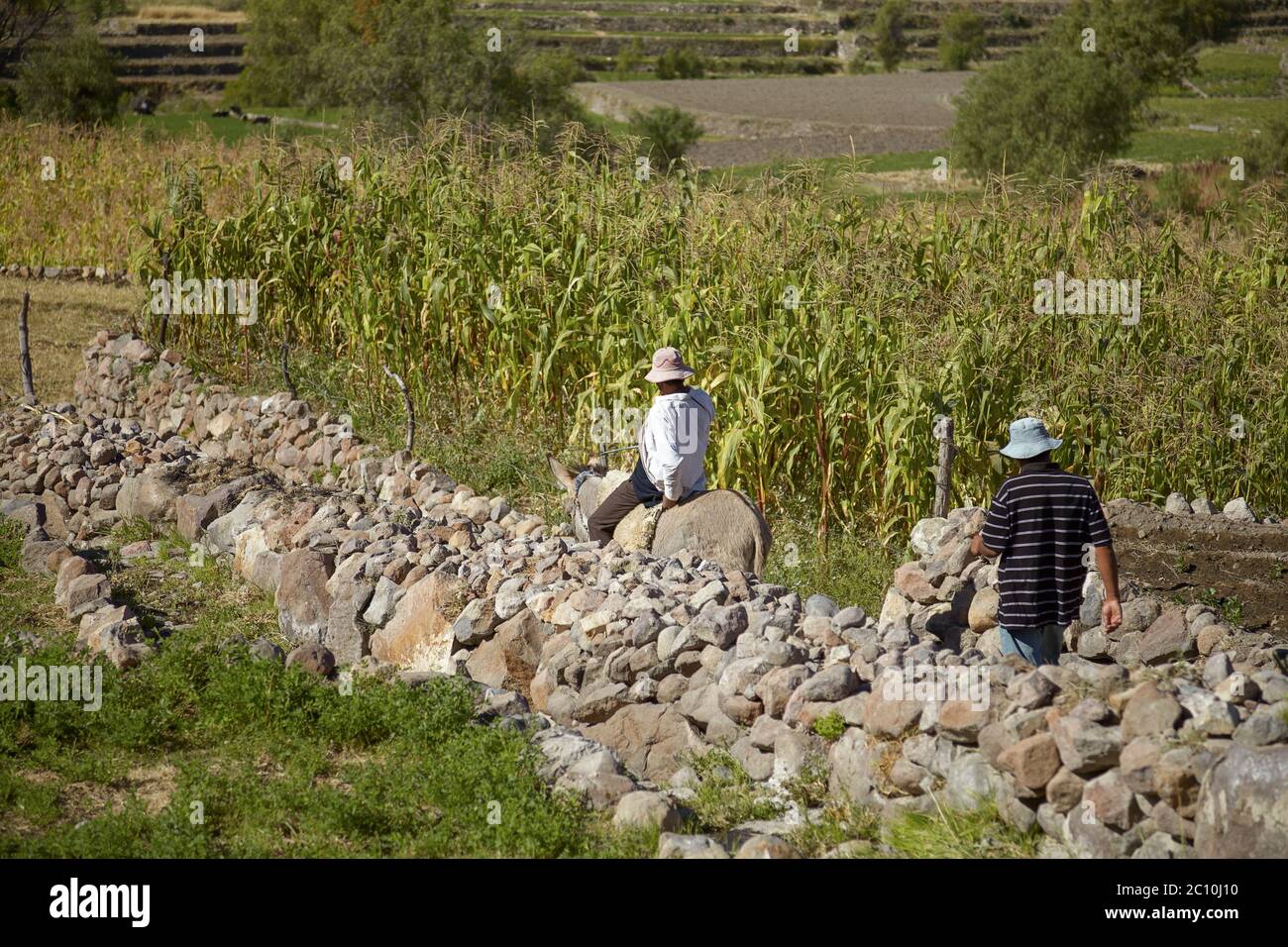 Zwei peruanische Männer arbeiten auf einem Maisfeld in Arequipa Peru Stockfoto