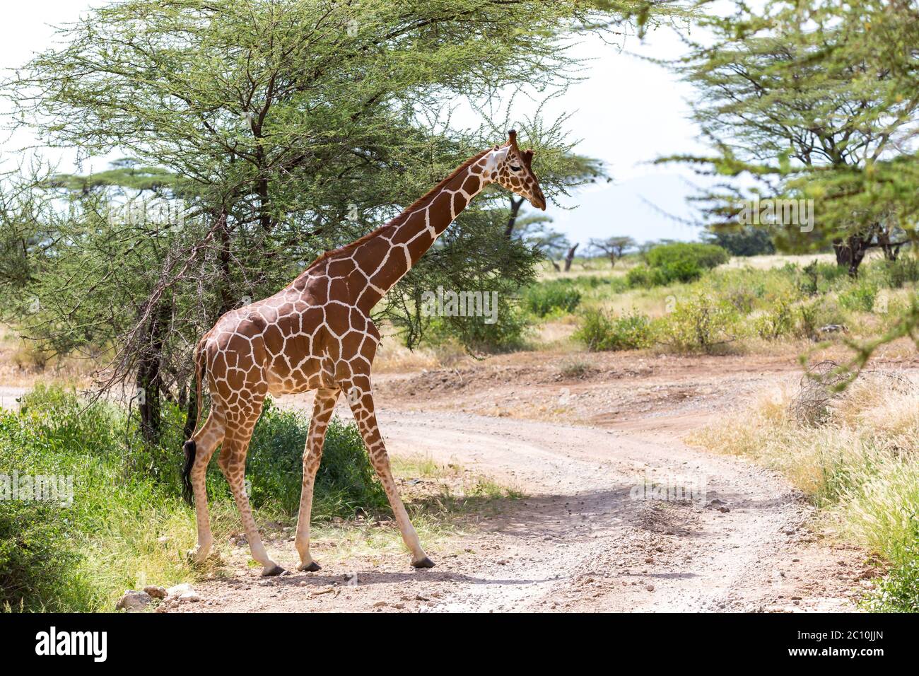 Eine Giraffe überquert einen Pfad in der Savanne Stockfoto