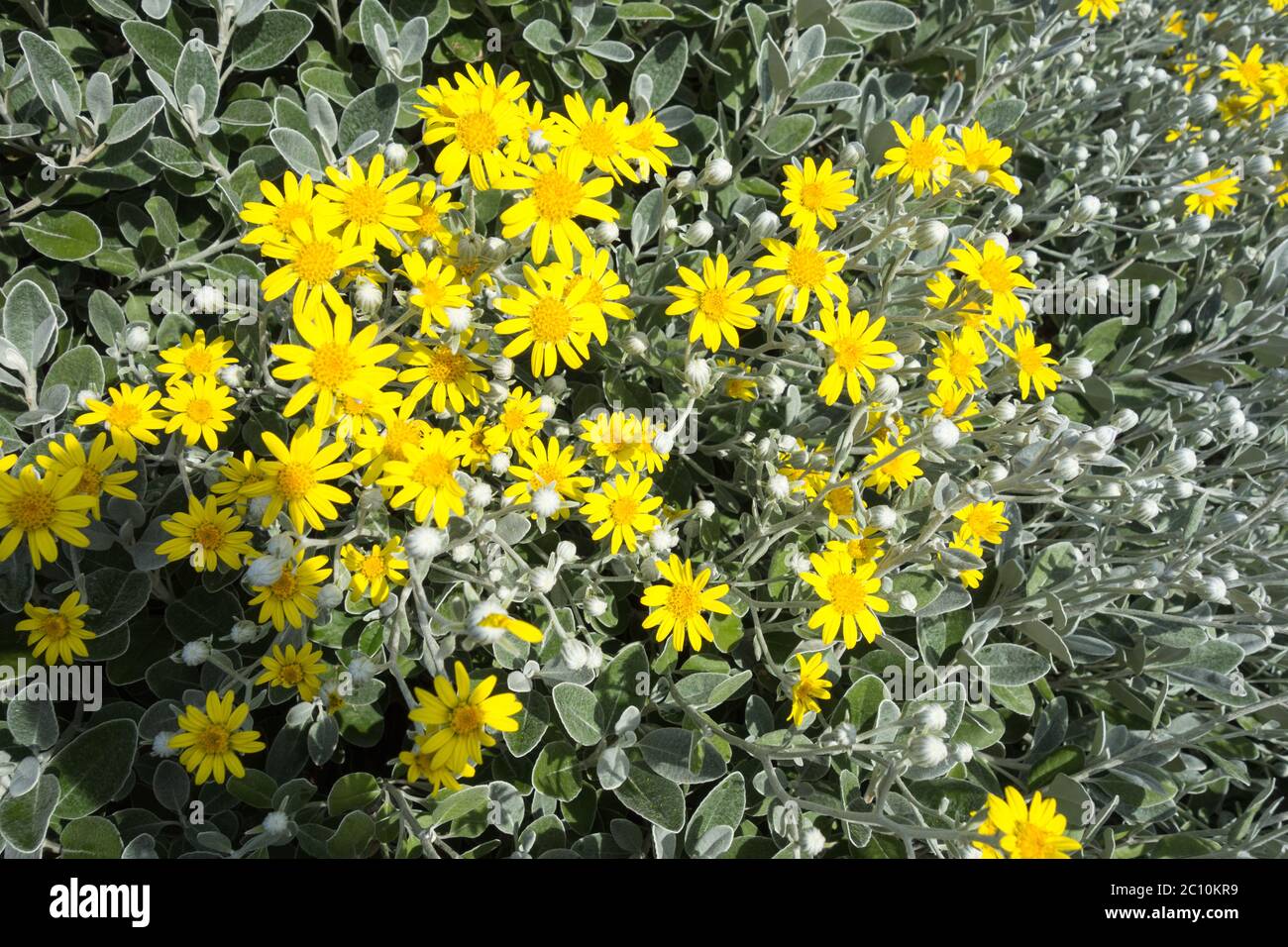 Blühendes Gelbes Silber Ragwort, England, UK Stockfoto