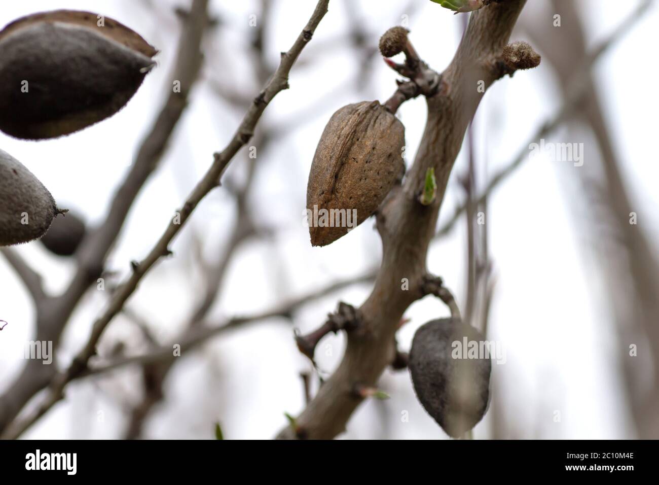 Detail der blühenden prunus dulcis Baum essbare Nüsse Stockfoto