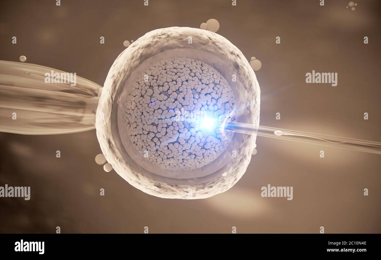 Eizelle Mit Bloßem Auge Sichtbar Befruchtung eizelle -Fotos und -Bildmaterial in hoher Auflösung – Alamy