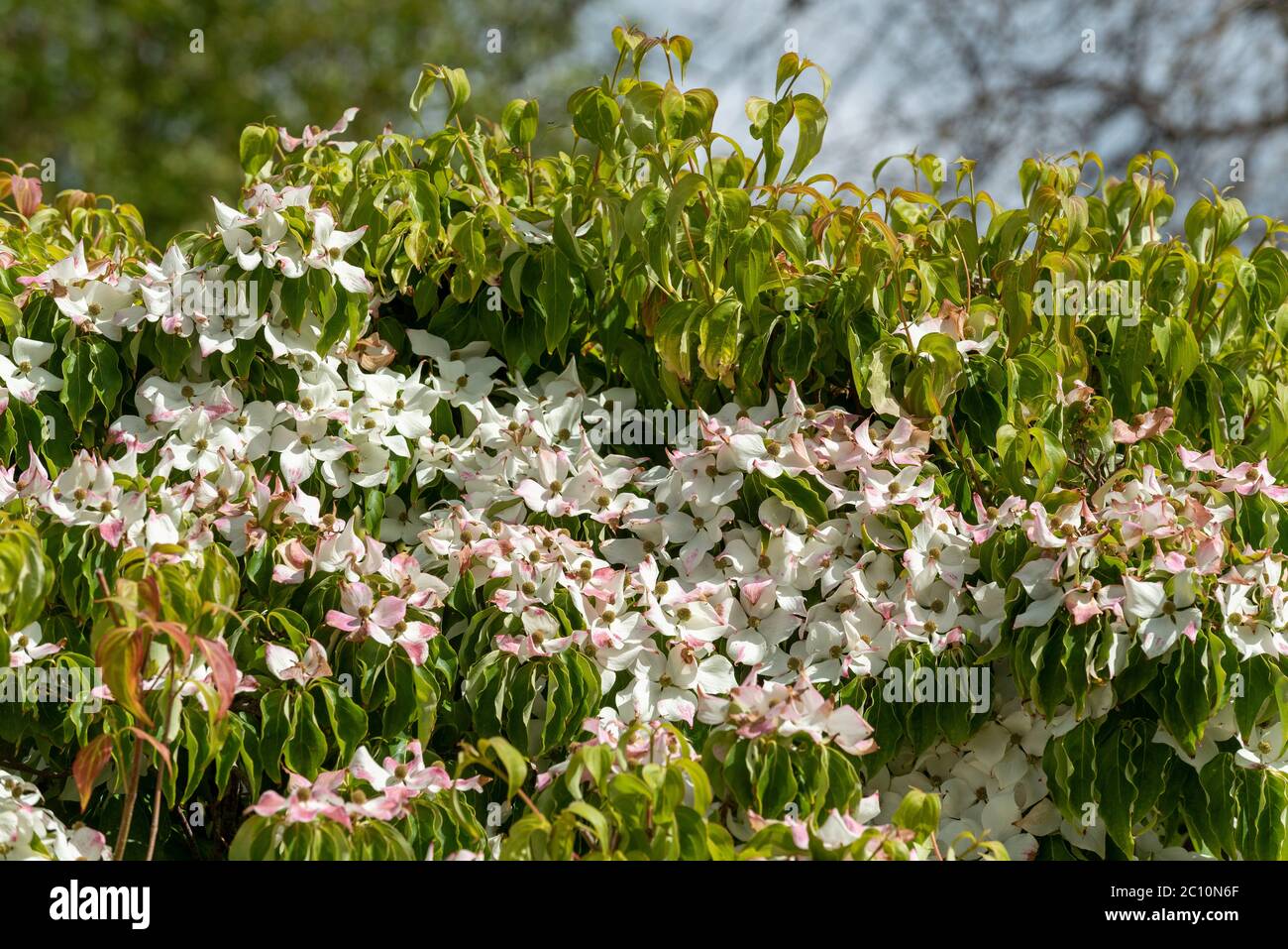 England, Großbritannien. Juni 2020. Frühsommer in einem englischen Landgarten ein Berg Dogwood Baum in voller Blüte mit Bracks wechselnden Farbe Stockfoto