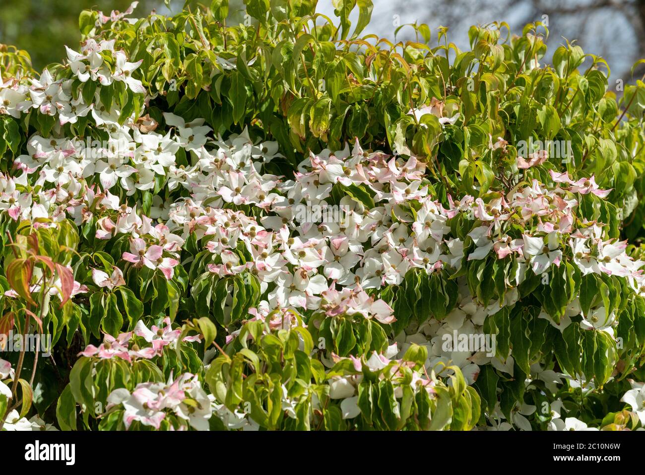 England, Großbritannien. Juni 2020. Frühsommer in einem englischen Landgarten ein Berg Dogwood Baum in voller Blüte mit Bracks wechselnden Farbe Stockfoto