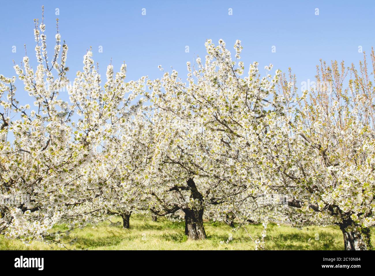 Kirschblüten im Frühling in Valle del Jerte, Extremadura, Spanien Stockfoto