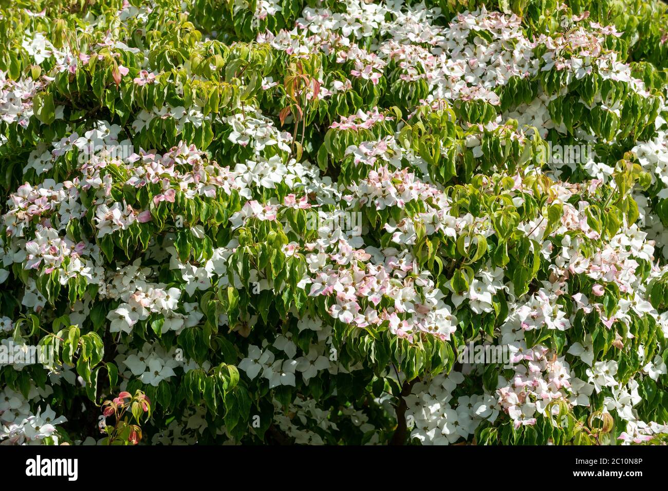 England, Großbritannien. Juni 2020. Frühsommer in einem englischen Landgarten ein Berg Dogwood Baum in voller Blüte mit Bracks wechselnden Farbe Stockfoto