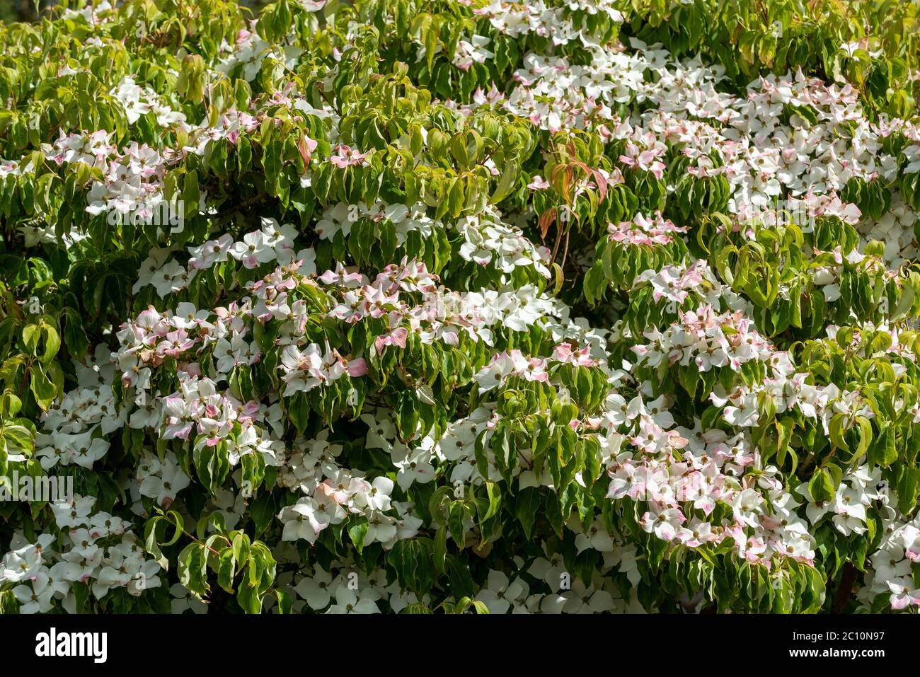 England, Großbritannien. Juni 2020. Frühsommer in einem englischen Landgarten ein Berg Dogwood Baum in voller Blüte mit Bracks wechselnden Farbe Stockfoto