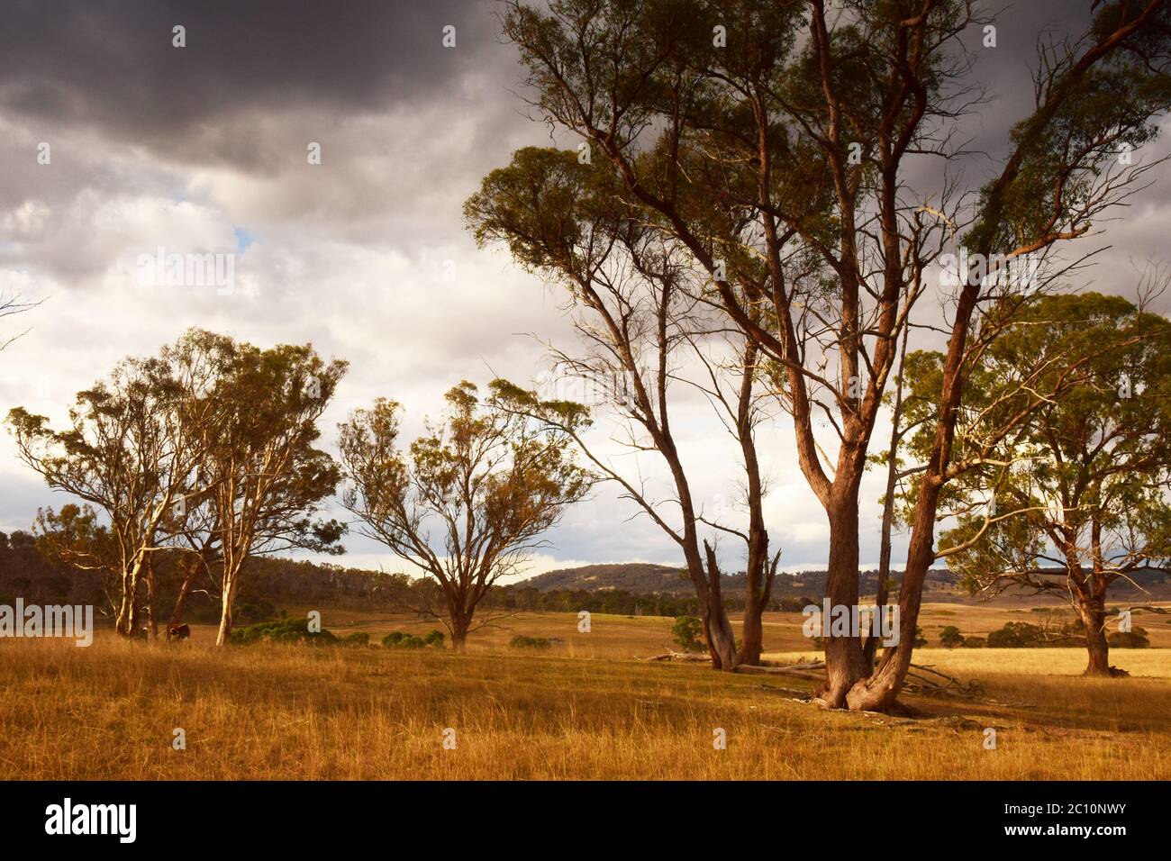 Landschaft mit Bäumen, New South Wales, Australien Stockfoto