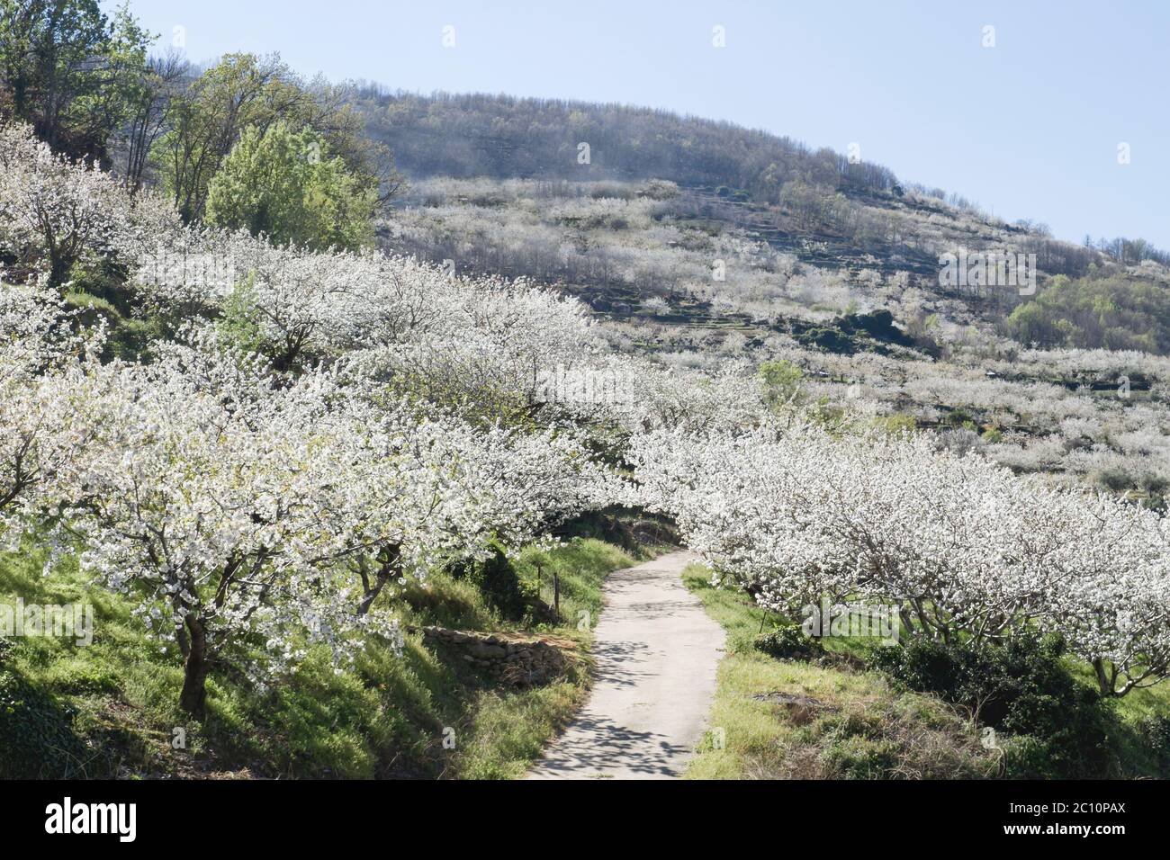 Kirschblüten im Frühling in Valle del Jerte, Extremadura, Spanien Stockfoto