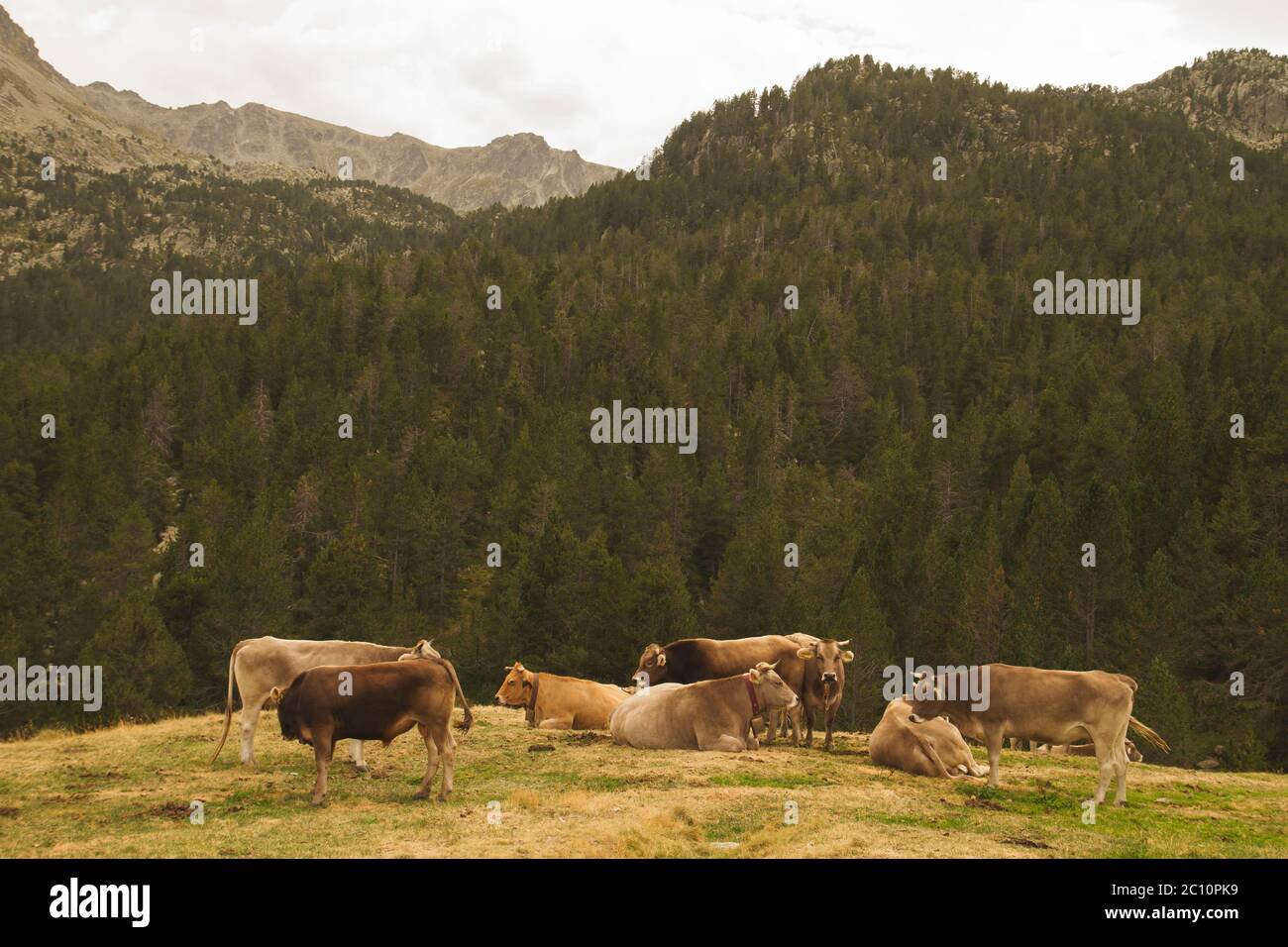 Viehzucht in den Bergen Stockfoto