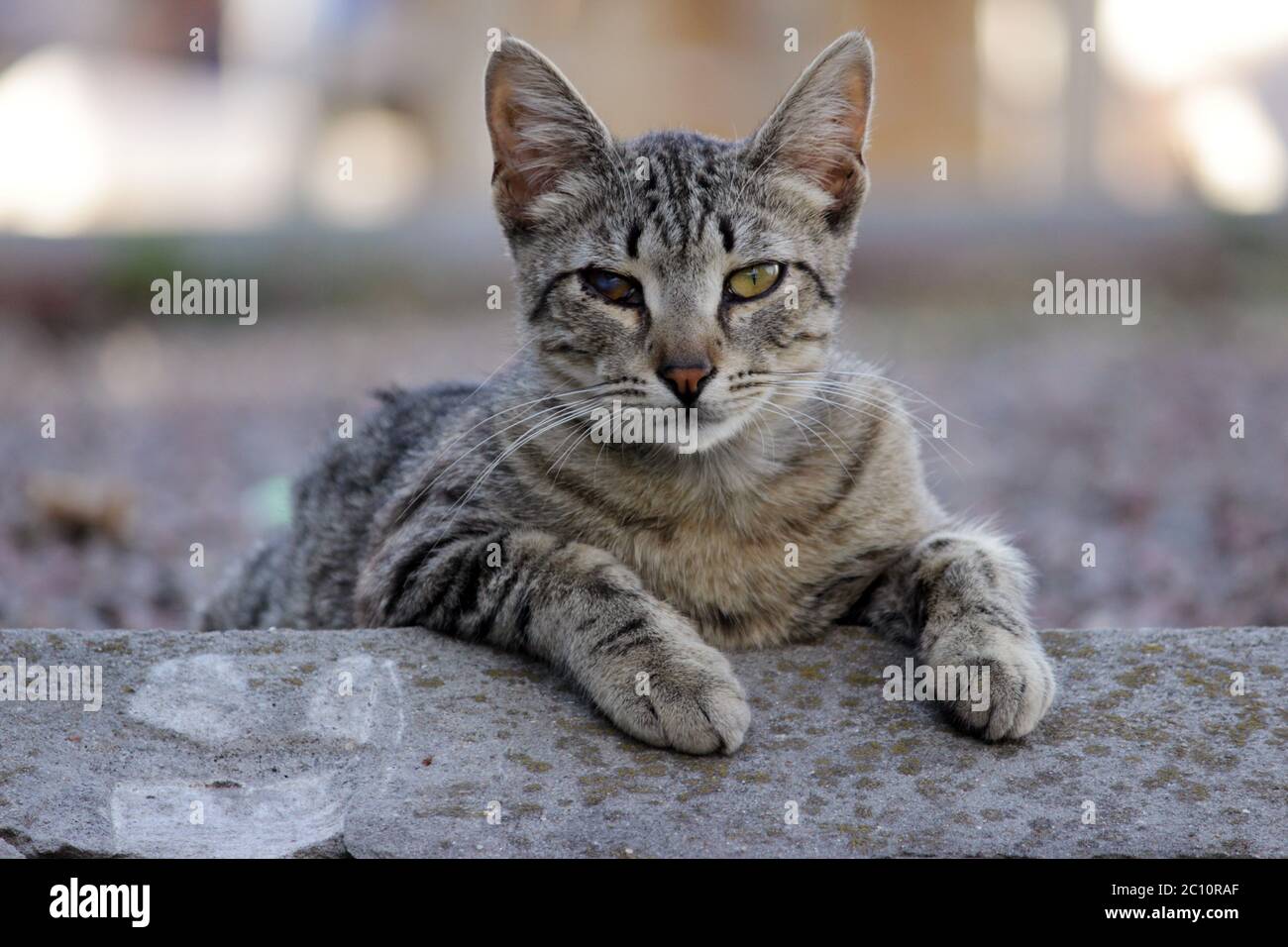 heimatlose Katze infiziert mit feline Herpesvirus oder Chlamydieninfektion Stockfoto