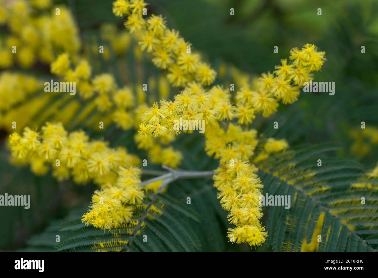 Silberne quellgelbe Blüten blühen Stockfoto