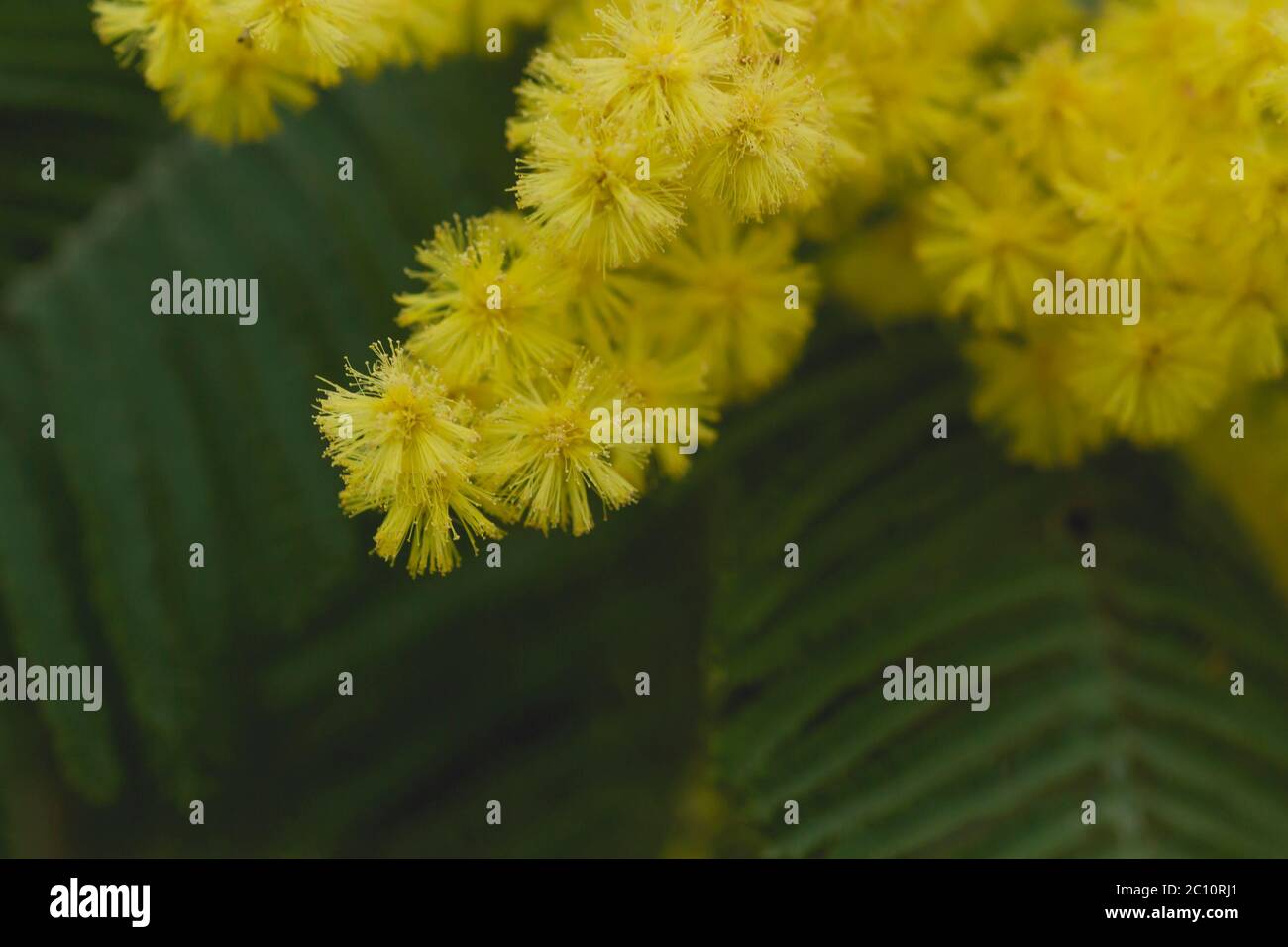 Silberne quellgelbe Blüten blühen Stockfoto