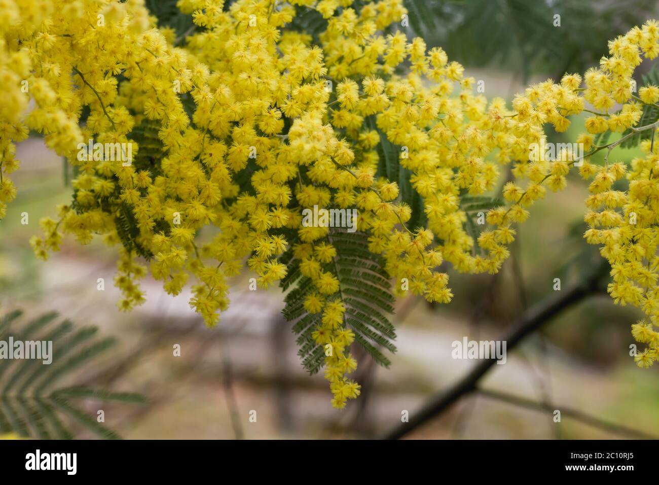 Silberne quellgelbe Blüten blühen Stockfoto