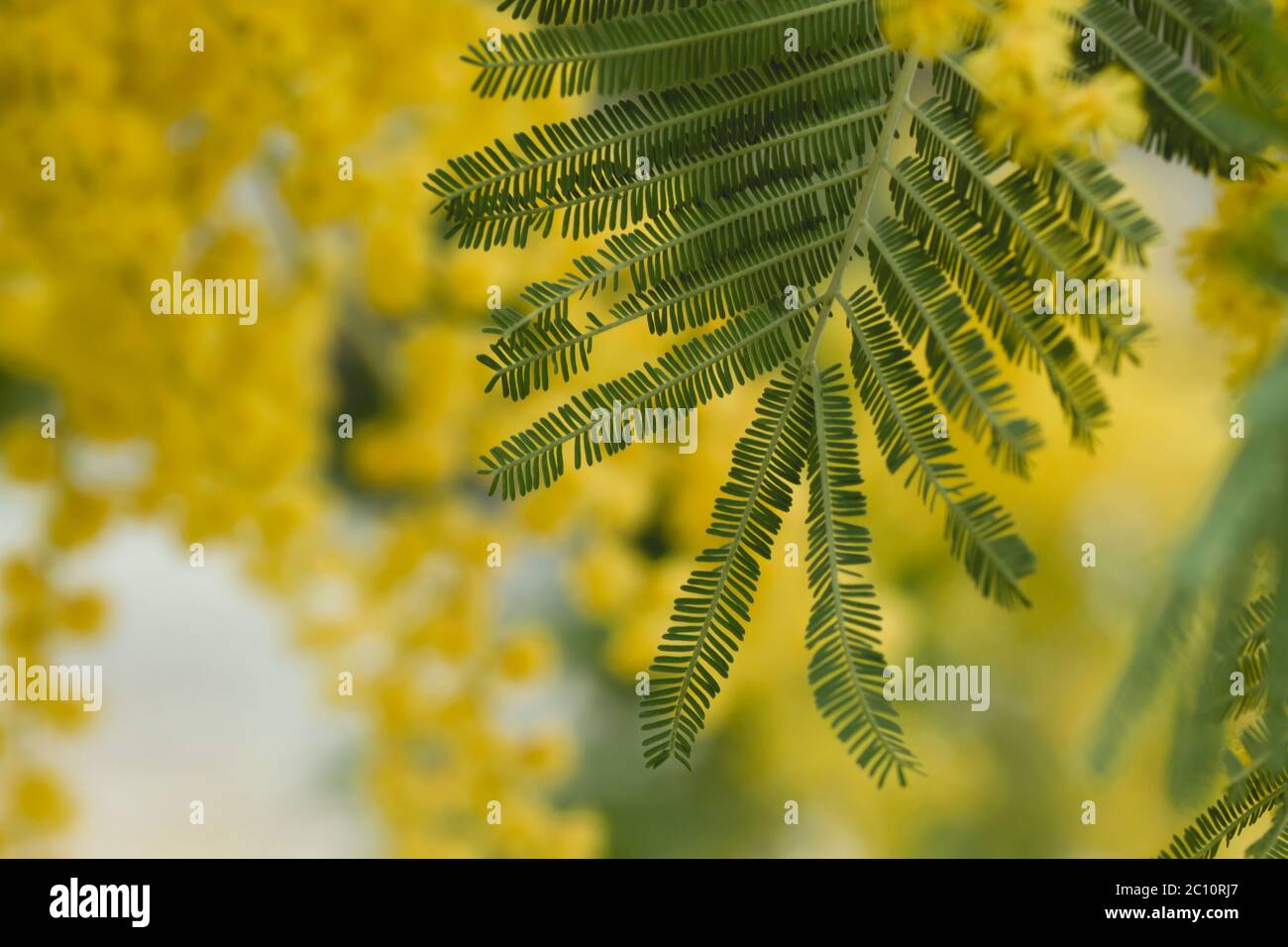 Silbernes grünes Blatt aus nächster Nähe Stockfoto