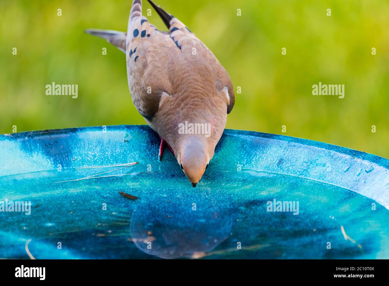 Trauertaube Trinkwasser aus einem blauen Keramik-Vogelbad. Stockfoto