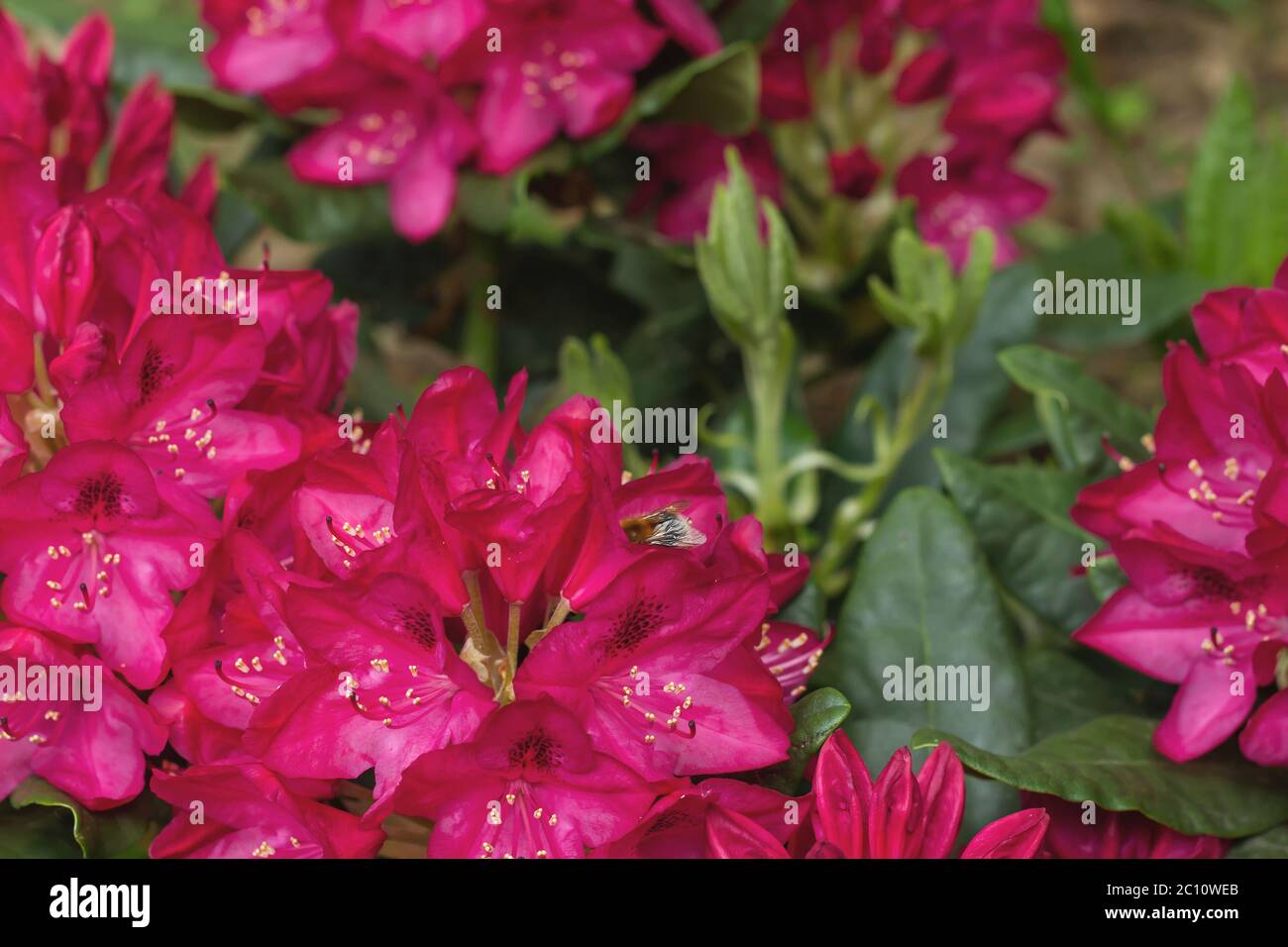 Rhododendron rosa Blumen Stockfoto